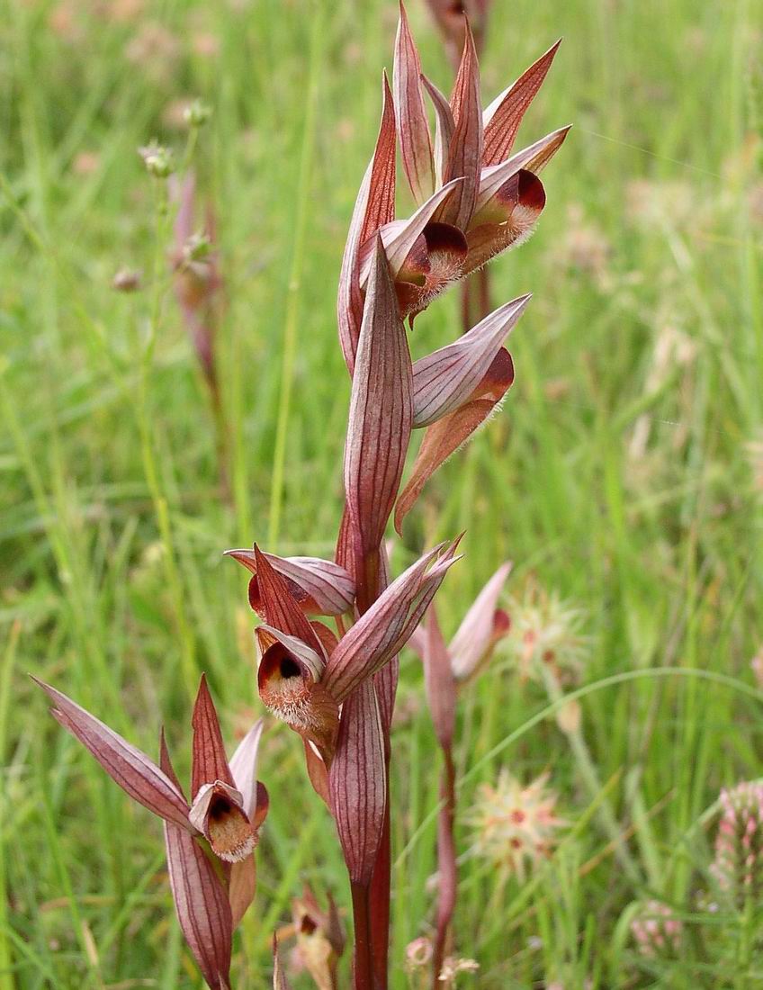 Orchis morio, Orchis pallens, Orchis simia, Orchis provincia